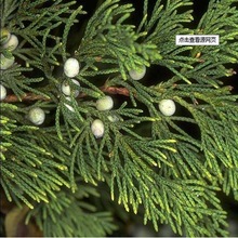 Cedarwood essential oil, soothe and balance spirit, improve oily skin and clean dandruff, treat skin eczema