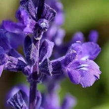 Natural healthy Sage Essential Oil 10ml soothes nerves, helps menopause, helps conception and deodorization