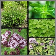Natural healthy marjoram Essential Oil 10ml regulates menstrual cycle, alleviates menstrual pain and inhibits sexual desire