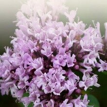 One of the most preservative essential oils of thyme essential oil is antibacterial, antiviral, effective in inhibiting dandruff